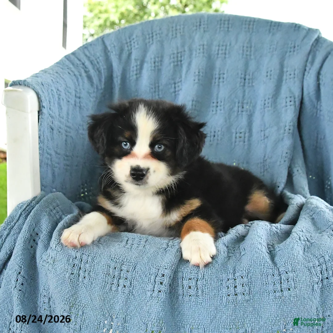 Miniature Australian Shepherd dogs for sale: Blue Boy - Ad 2