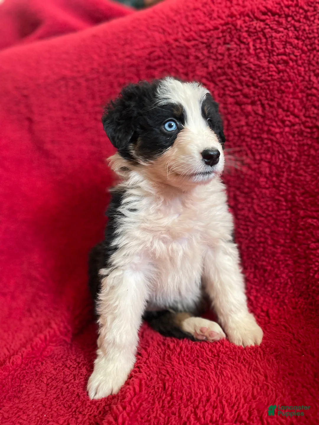 Australian Shepherd dogs for sale: Archer - Ad 23