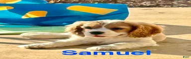 Samuel (Sammy) -SOLD