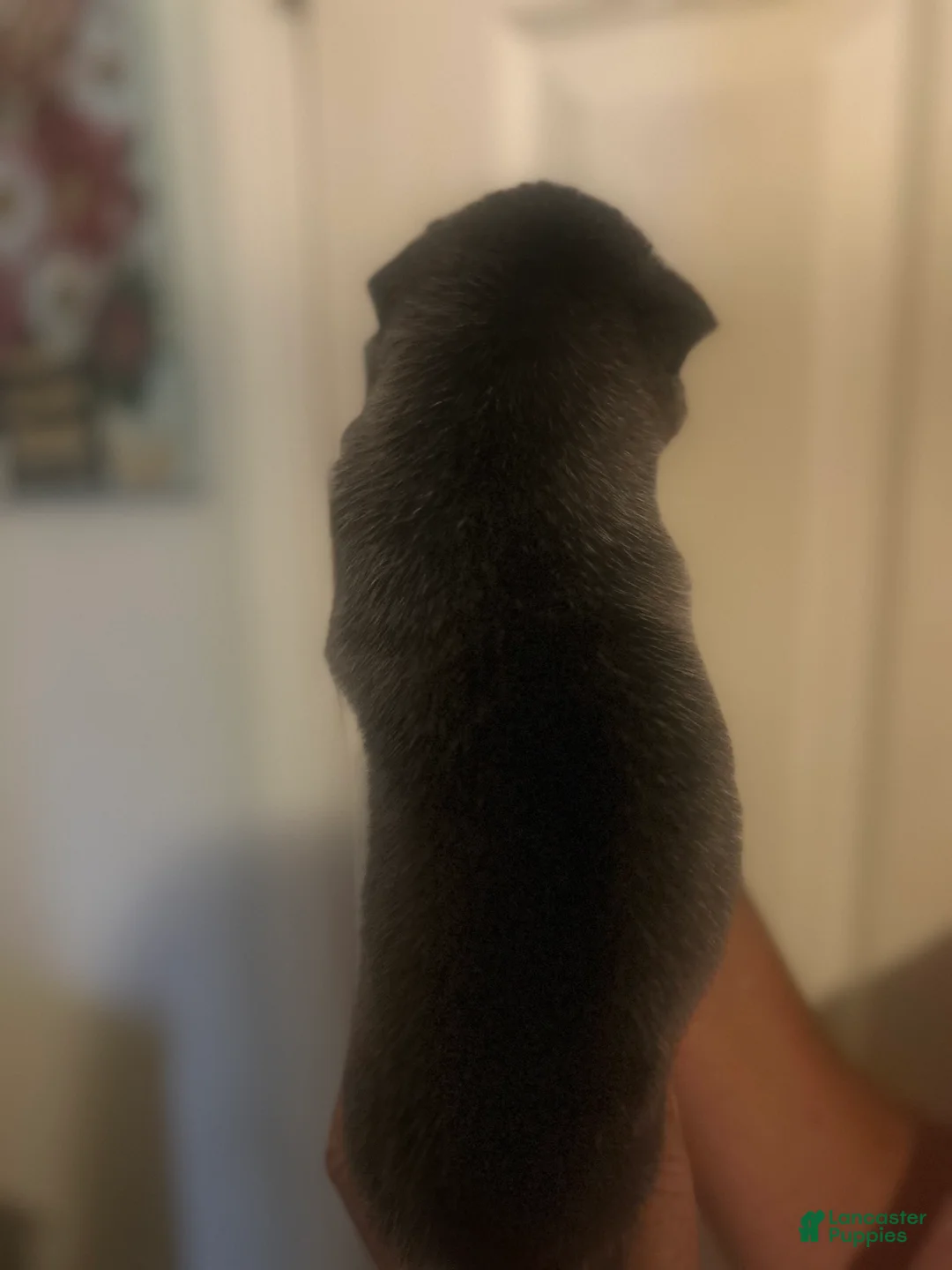Gerberian Shepsky dogs for sale: Gerberian Shepsky 8 - Ad 2