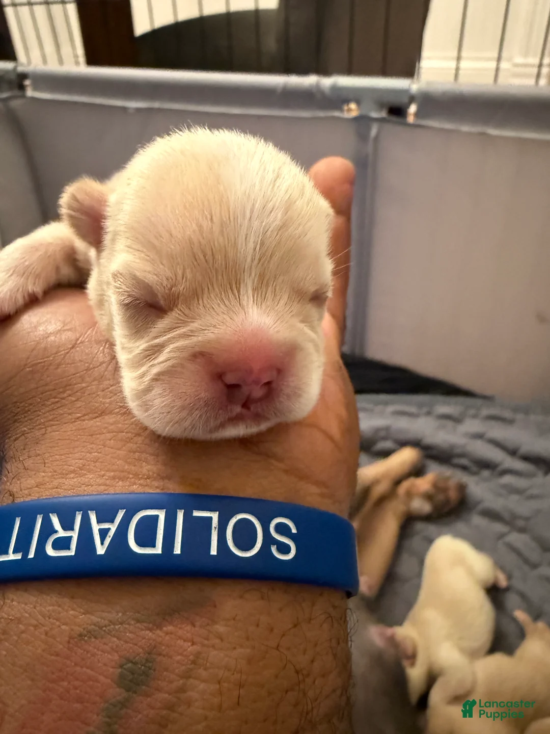 French Bulldog dogs for sale: French Bulldog 1 - Ad 2