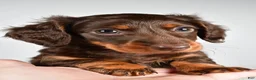 Miniature Dachshund dogs for sale: Sonny  - Ad 3