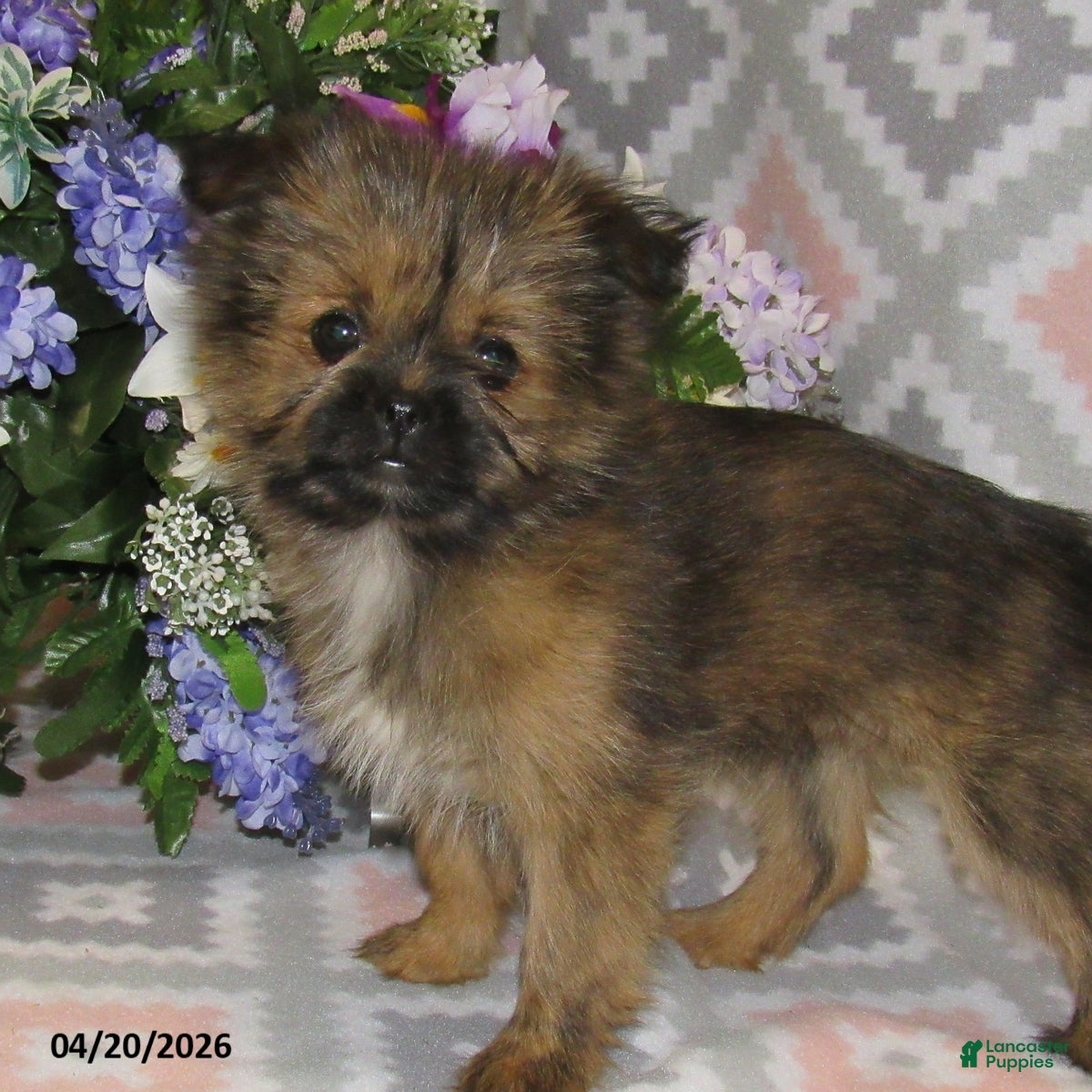 Mixed Breed dogs Erica - Ad 2
