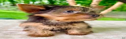 Yorkshire Terrier dogs for sale: Lucia - Ad 3