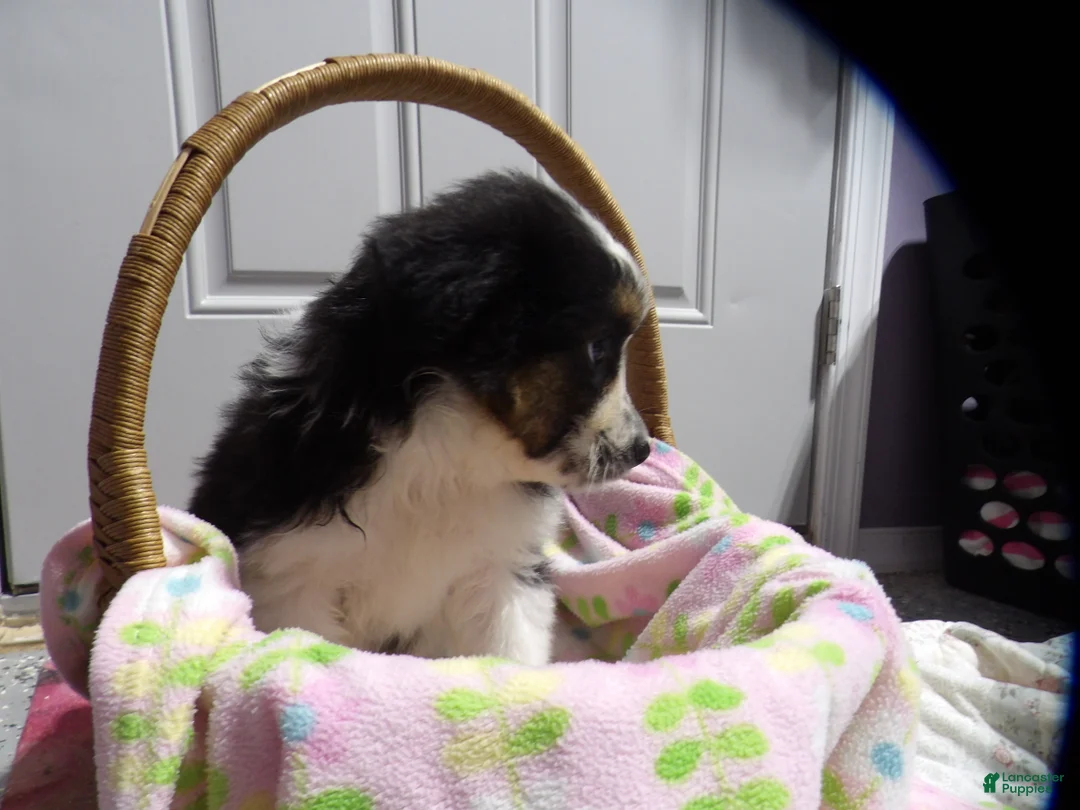Miniature Australian Shepherd dogs for sale: Maggie - Ad 2