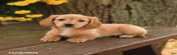 Miniature Dachshund dogs for sale: Dottie - Ad 3