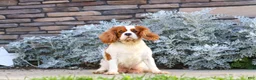 Cavalier King Charles Spaniel dogs for sale: Allie - Ad 14