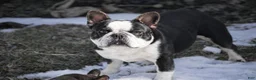 French Bulldog dogs for sale: French Bulldog 2 - Ad 9