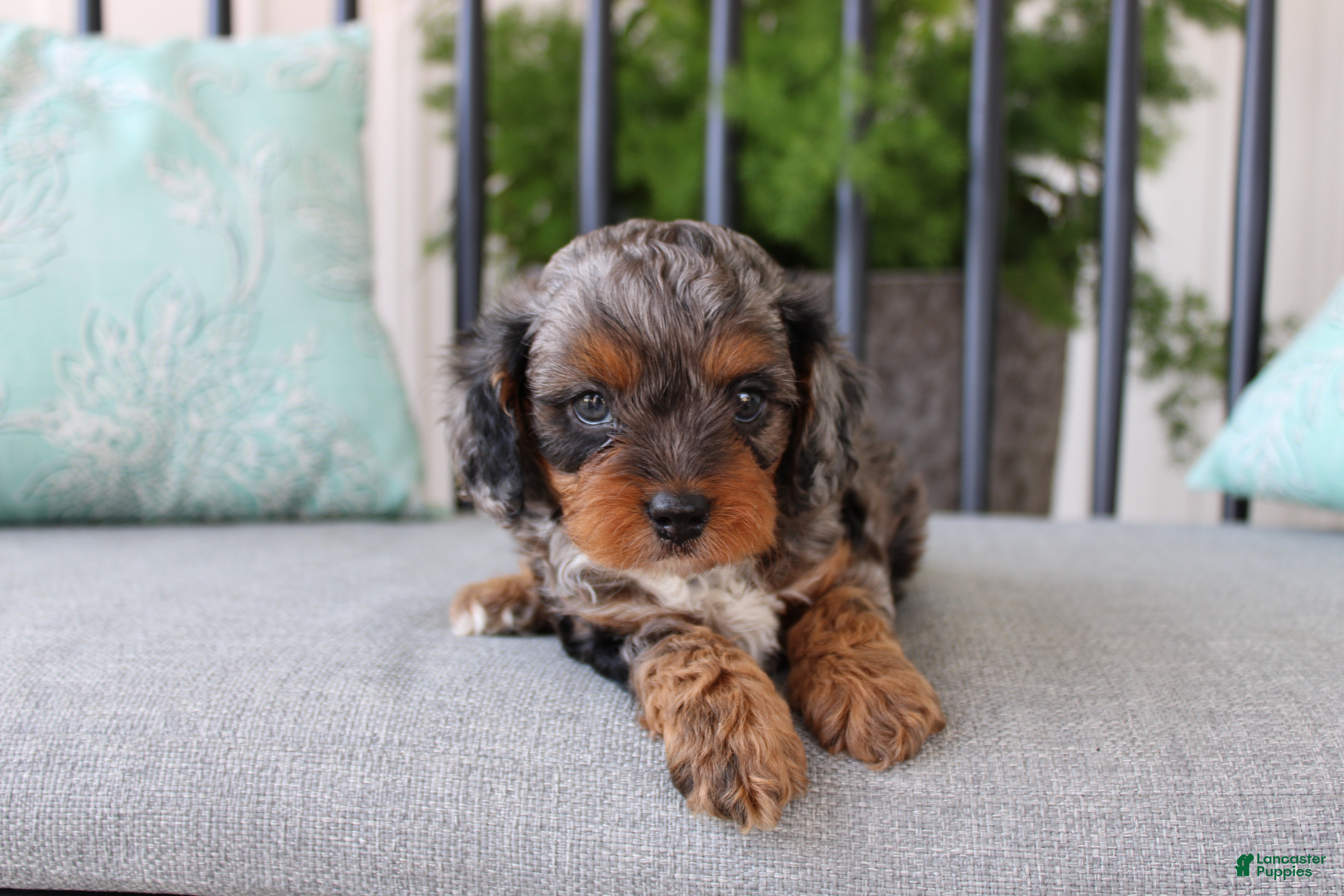 Cavapoo dogs Teddy - Ad 4