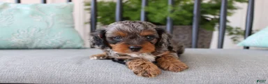Teddy
