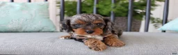 Cavapoo dogs for sale: Teddy - Ad 1
