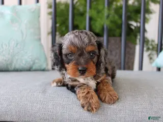 Cavapoo dogs Teddy - Ad 32