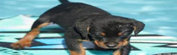 Rottweiler dogs for sale: Rottweiler litter of 5 puppies - Ad 18