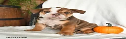 English Bulldog dogs for sale: Cherry - Ad 5