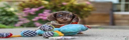 Miniature Dachshund dogs for sale: Benson - Ad 5