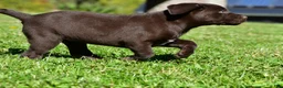 Labrador Retriever dogs for sale: Java - Ad 8