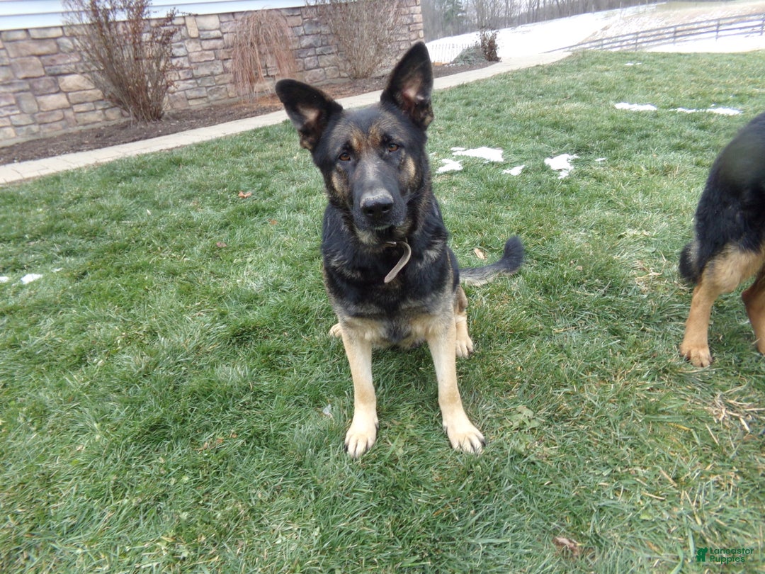 German Shepherd dogs for sale: Green Collar  - Ad 5