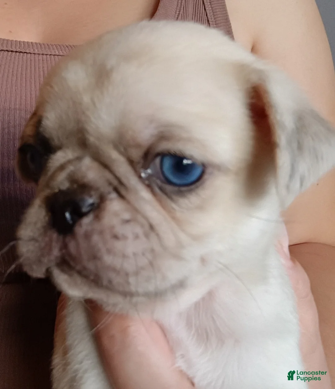 Pug dogs for sale: Demitrius  - Ad 2