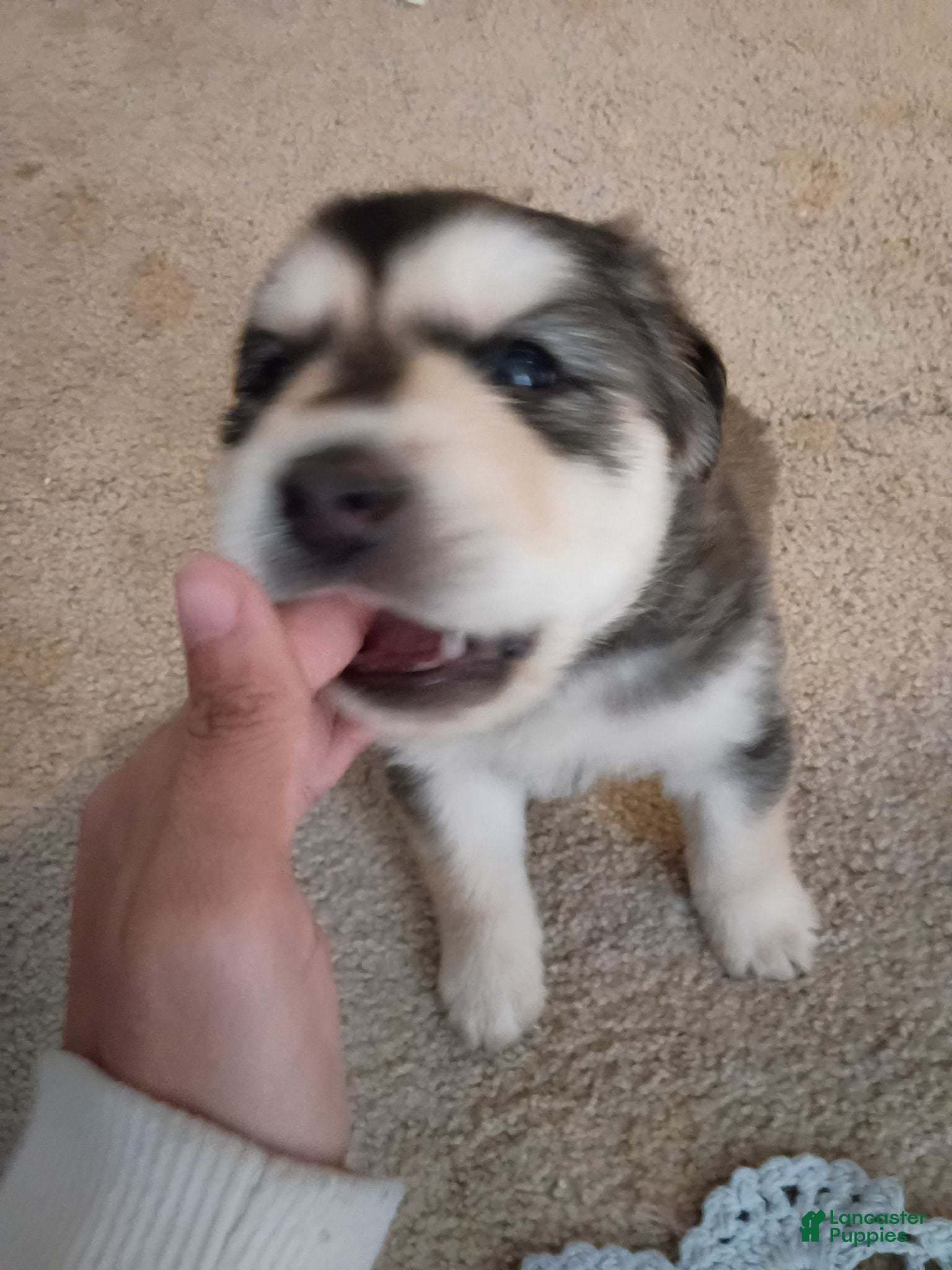Mixed Breed dogs Batman - Ad 42