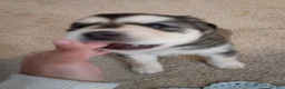 Mixed Breed dogs for sale: Batman - Ad 1