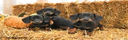 Miniature Dachshund dogs for sale: Gracie - Ad 3