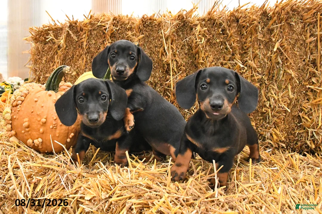 Miniature Dachshund dogs for sale: Gracie - Ad 3