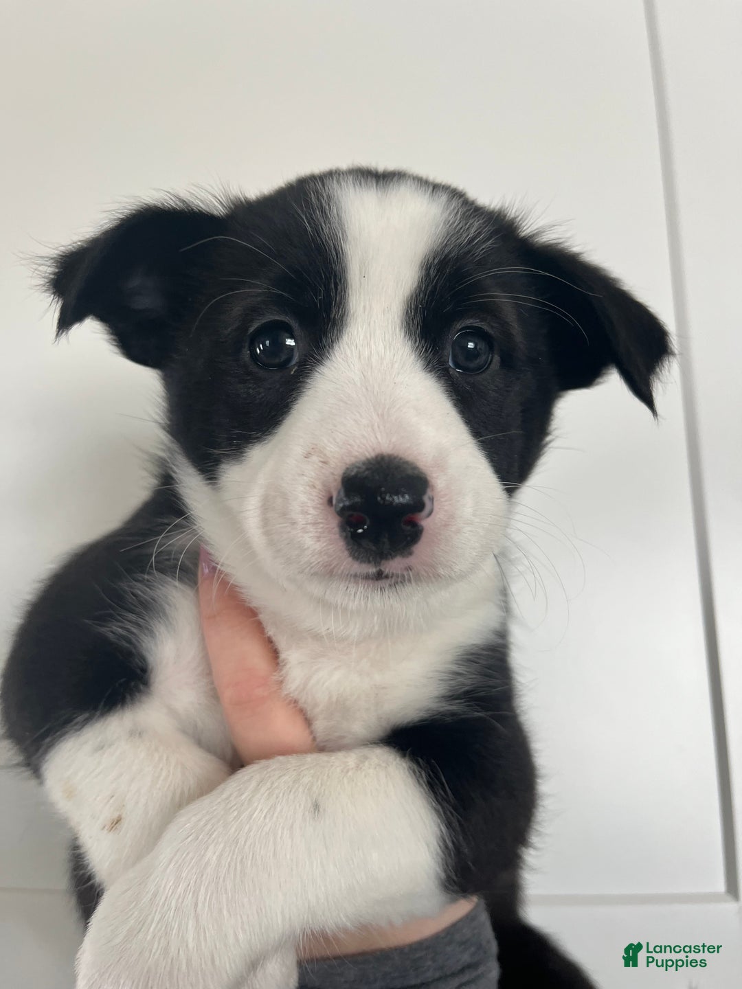 Mixed Breed dogs for sale: Ruby - Ad 4