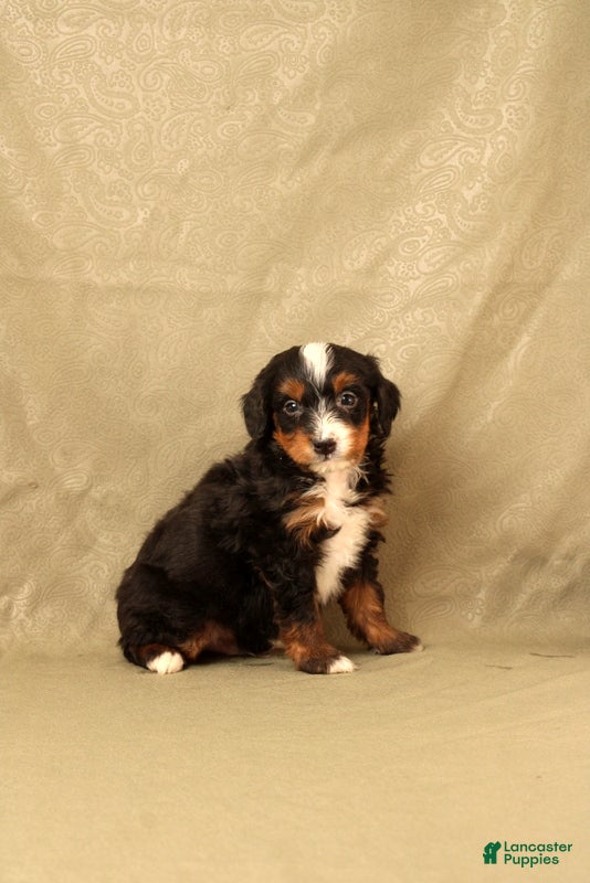 Mini Bernedoodle dogs for sale: Benso - Ad 3