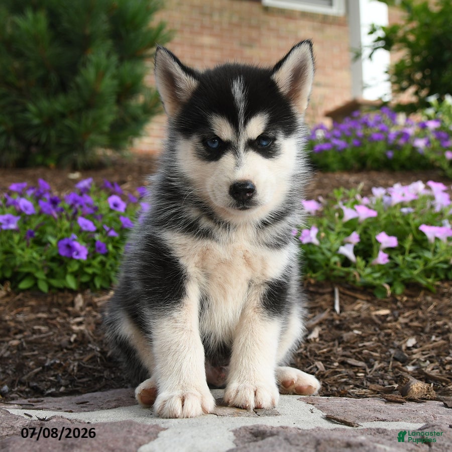 Pomsky dogs Thor - Ad 1