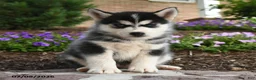 Pomsky dogs for sale: Thor - Ad 1