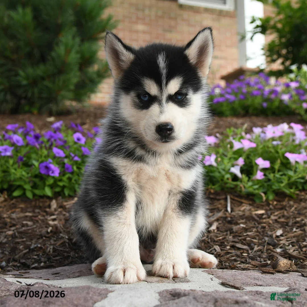 Pomsky dogs for sale: Thor - Ad 1