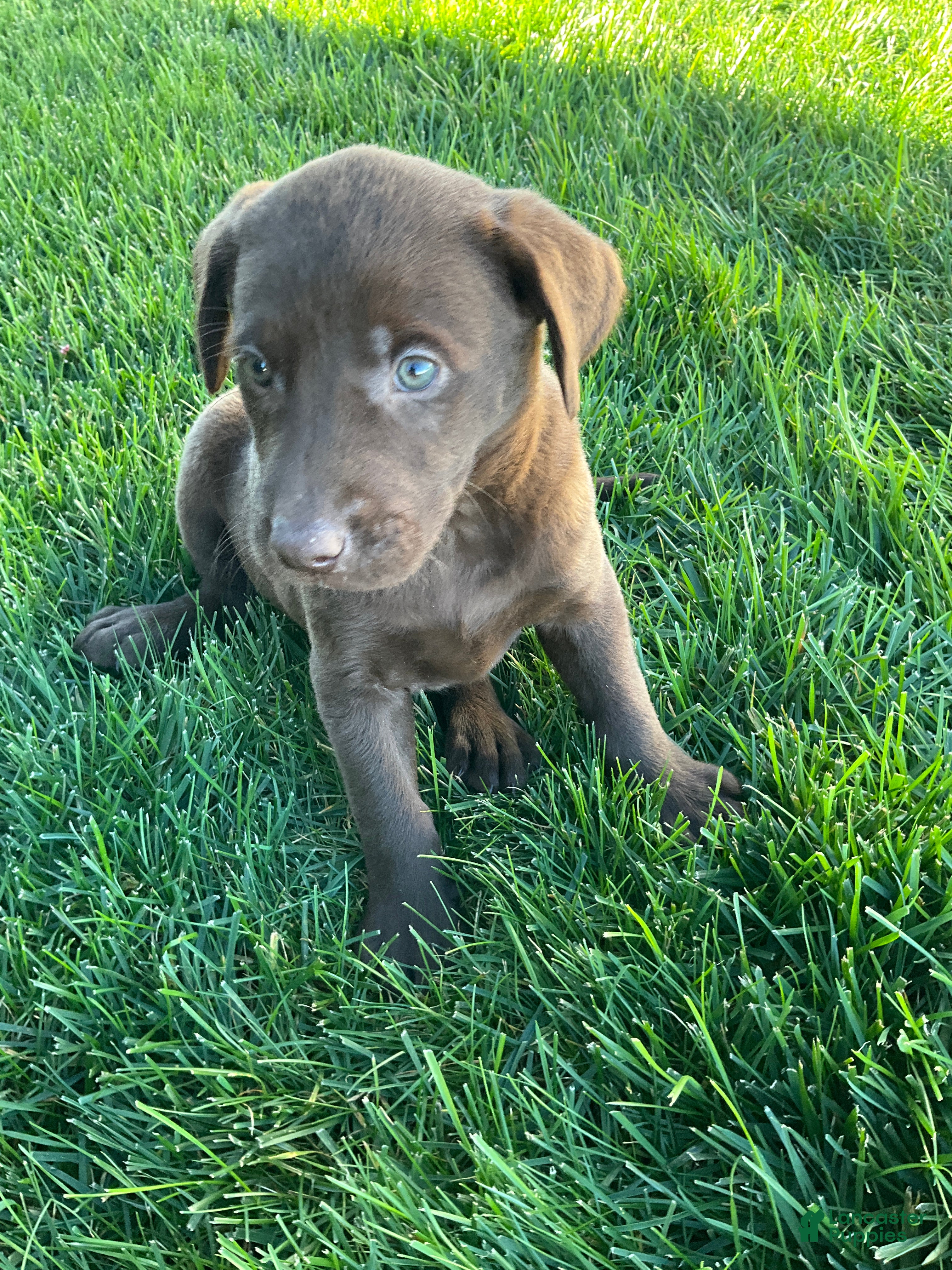 Labrador Retriever dogs Leo - Ad 2