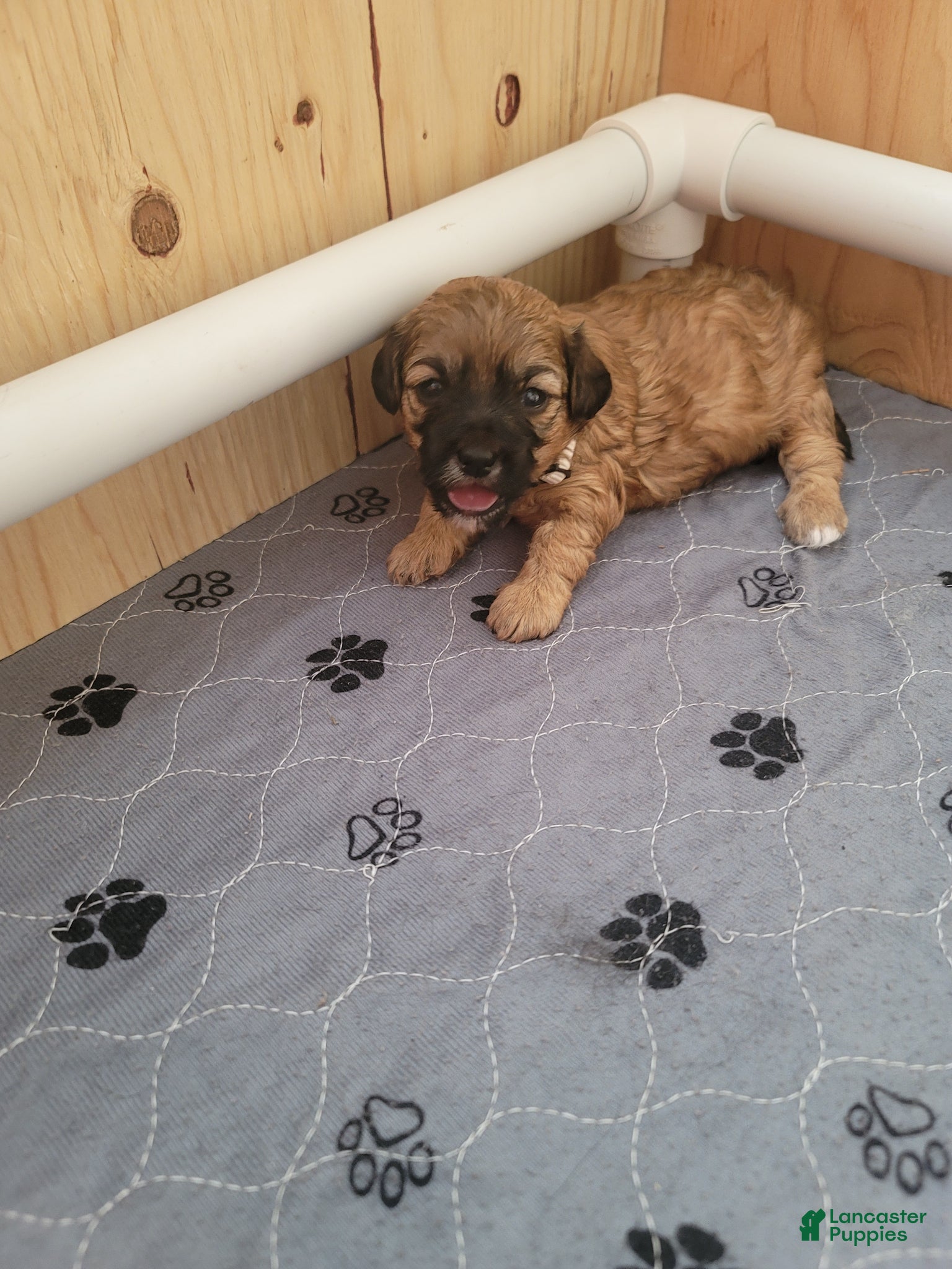Shihpoo dogs for sale: Shihpoo Puppy 2 - Ad 1