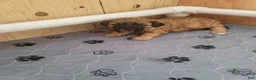 Shihpoo dogs for sale: Shihpoo Puppy 2 - Ad 1