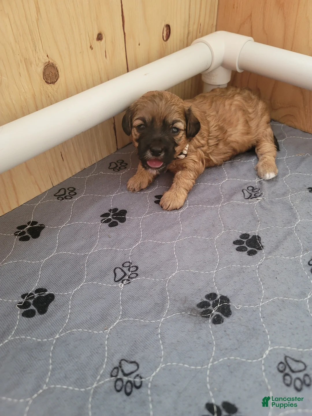Shihpoo dogs for sale: Shihpoo Puppy 2 - Ad 1