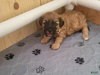Shihpoo dogs for sale: Shihpoo Puppy 2 - Ad 1