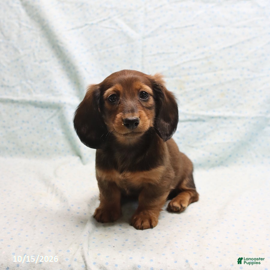 Dachshund dogs April - Ad 1