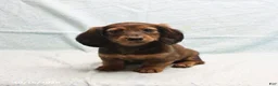 Dachshund dogs for sale: April - Ad 1