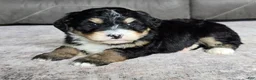 Mini Bernedoodle dogs for sale: Mini Willow - Ad 10