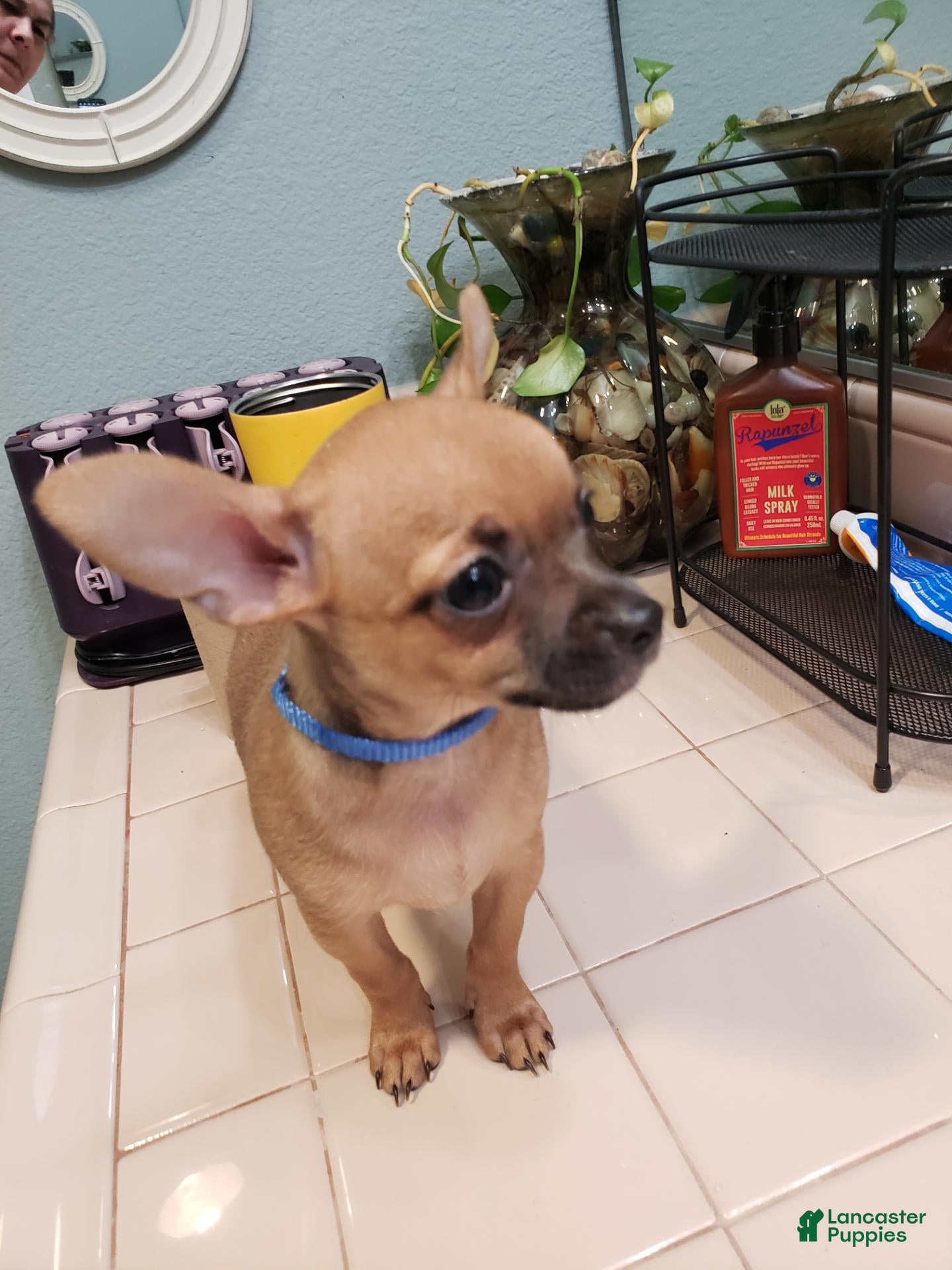 Chihuahua dogs Chihuahua 1 - Ad 21