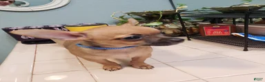 Chihuahua 1