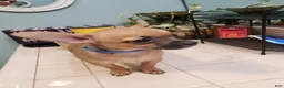 Chihuahua dogs for sale: Chihuahua 1 - Ad 1