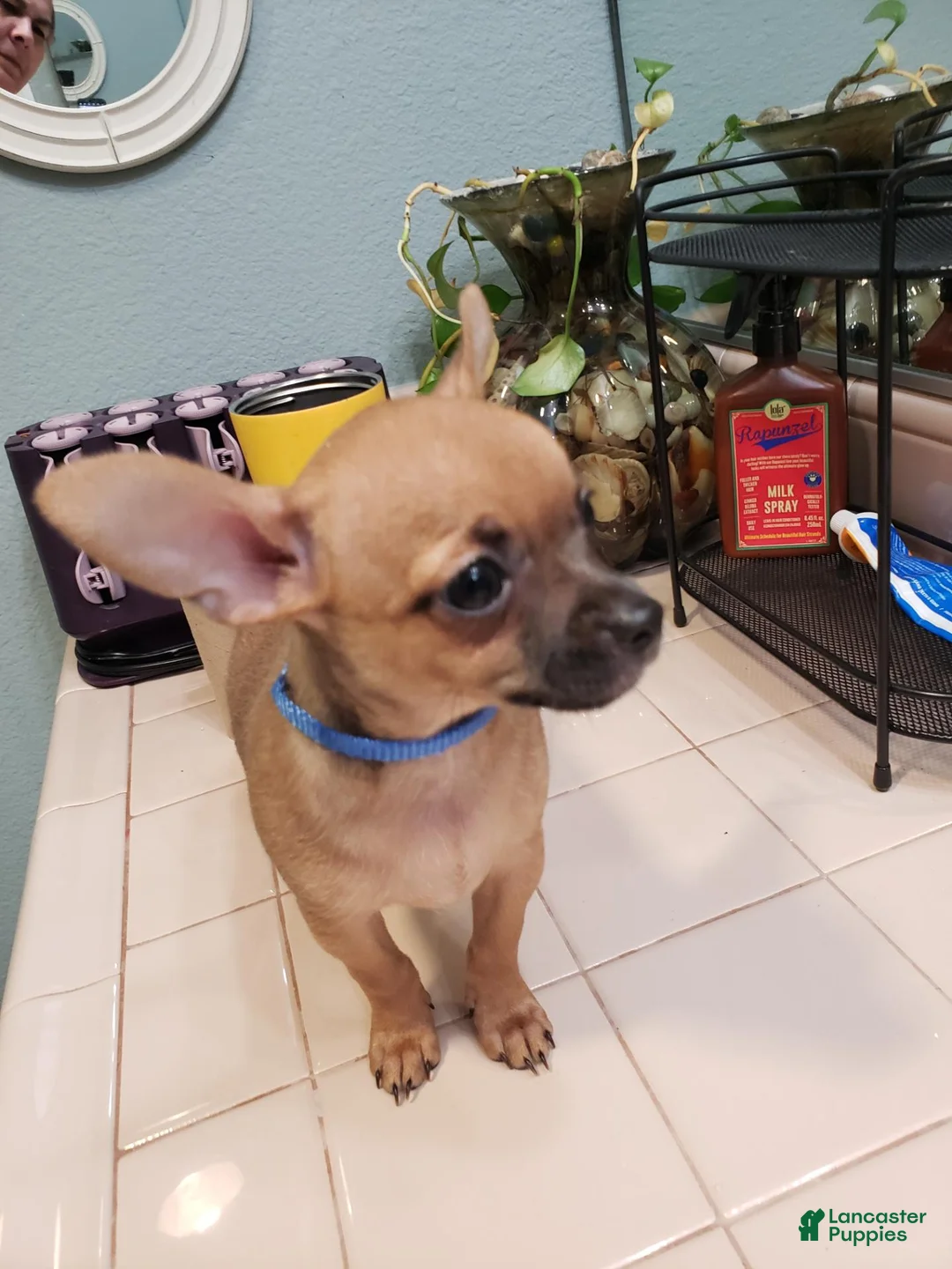 Chihuahua dogs for sale: Chihuahua 1 - Ad 1