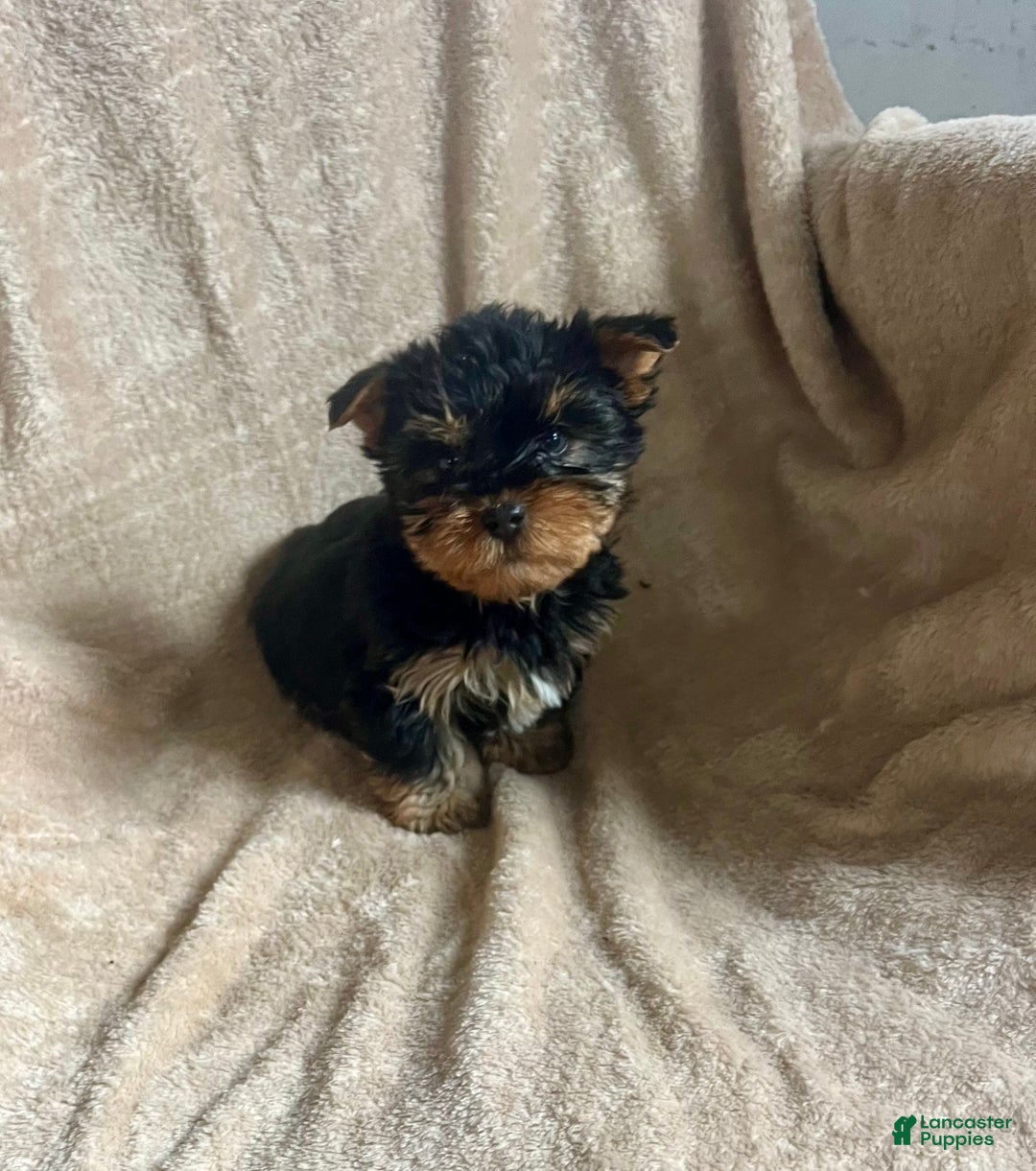 Yorkshire Terrier dogs for sale: MJ - Ad 5