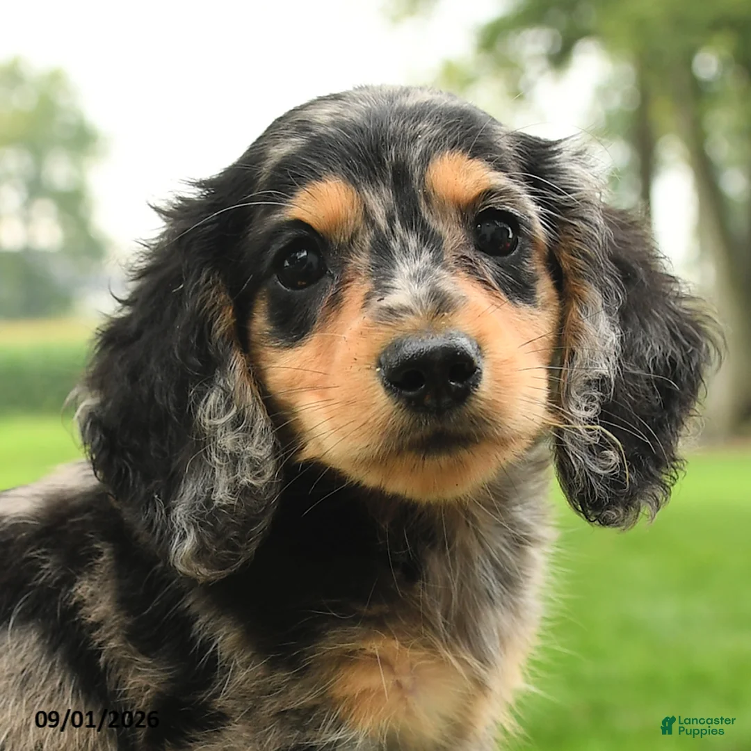 Miniature Dachshund dogs for sale: Pumpkin - Ad 5