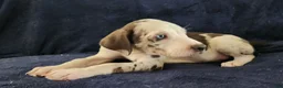 Catahoula Leopard Dog dogs for sale: Gabby F2025 M3 Catahoula puppy - Ad 8