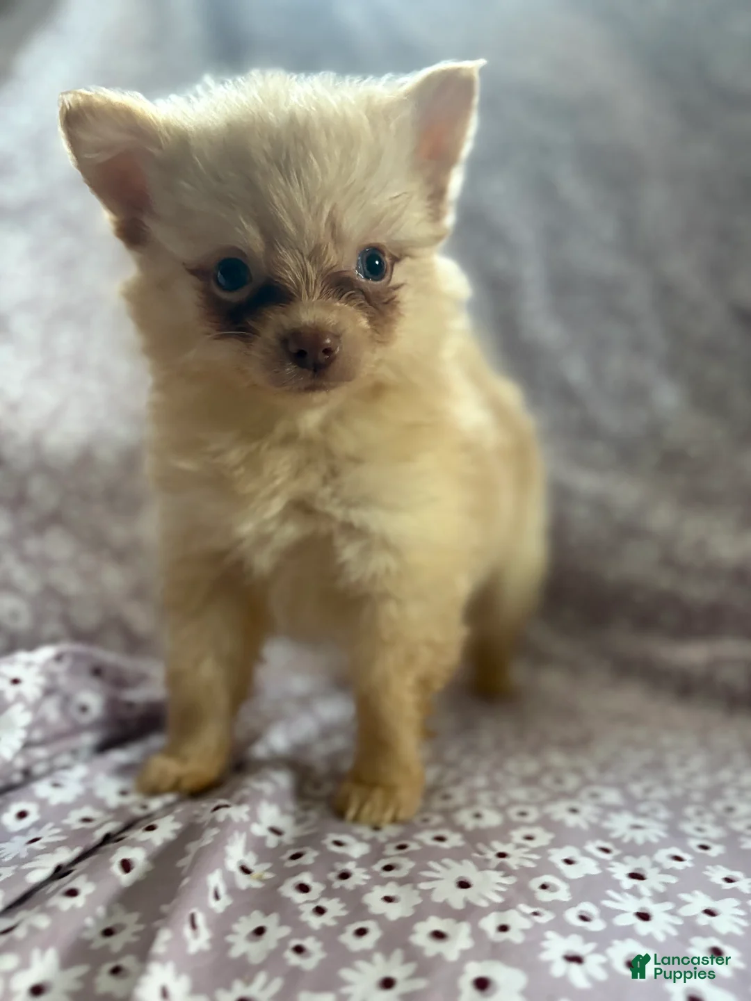 Pomsky dogs for sale: Simba Pomsky Puppy 3 - Ad 3