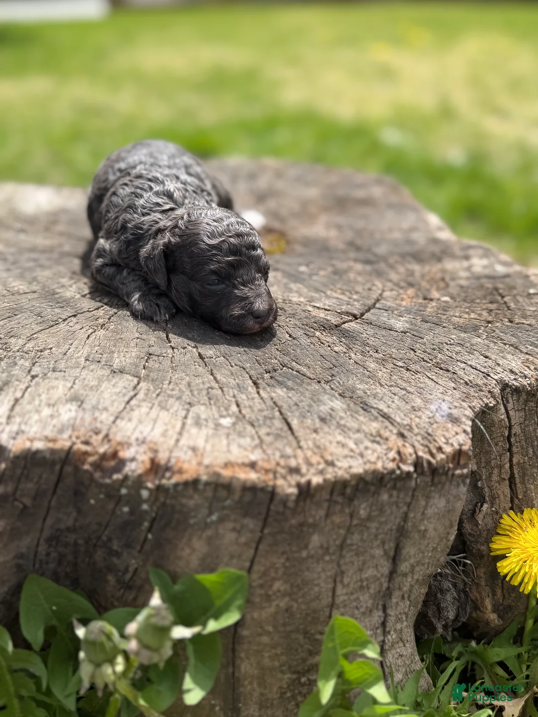 Toy Poodle dogs for sale: Navy bleu ( rare dilute color) - Ad 1