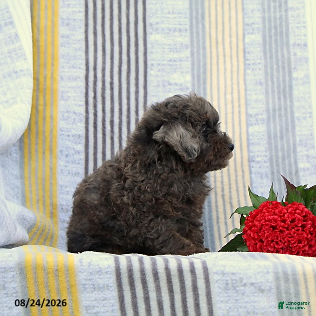 Miniature Poodle dogs for sale: Sandy - Ad 2