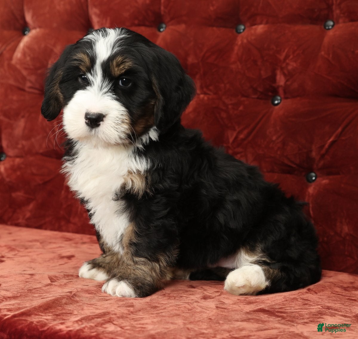 Mini Bernedoodle dogs Theo - Ad 6